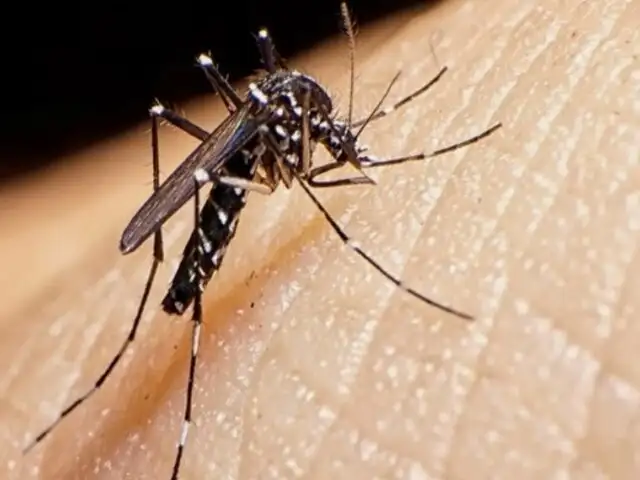 Tres serotipos de dengue circulan en Lima de manera simultánea, alerta el INS