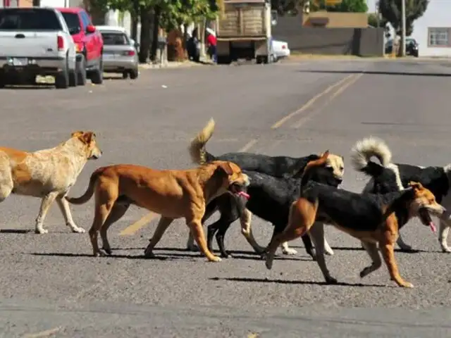 Rusia plantea llevar perros callejeros a la guerra para que “limpien” zonas minadas