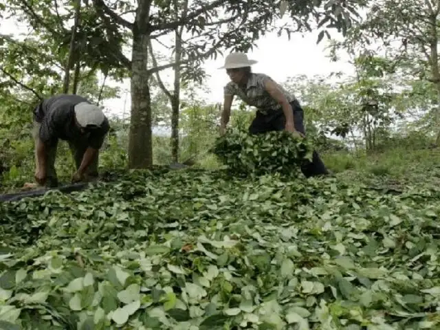 Nuevas zonas de cultivo de coca en Perú se ubican en áreas protegidas según Devida