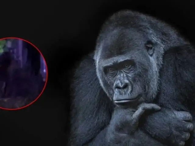 Gorila suelto en México: Autoridades lanzan alerta por animal que deambula en poblado