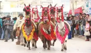 Carrera de llamas: la curiosa y colorida tradición ancestral de Huancavelica