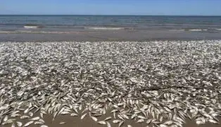 EE. UU.: Miles de peces muertos aparecen en playas de la costa del golfo de Texas