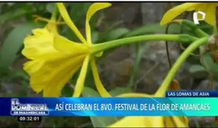 Así se vive el 8vo Festival de la Flor de Amancaes
