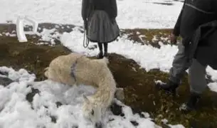 Alpacas mueren por heladas en Puno: temperaturas descienden hasta los 2 grados