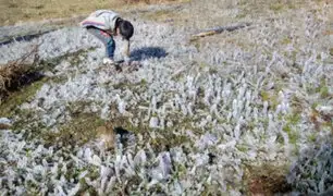 Heladas en Pasco: agricultores piden ayuda tras perder sus sembríos de tubérculos y frutales