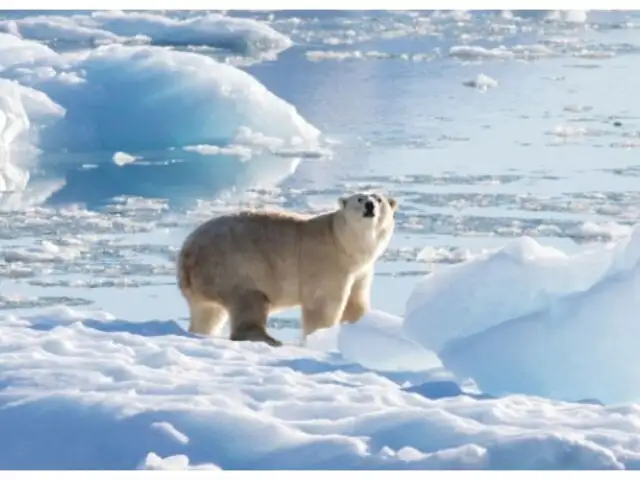 Cambio climático: El Ártico podría perder todo su hielo marino para 2030