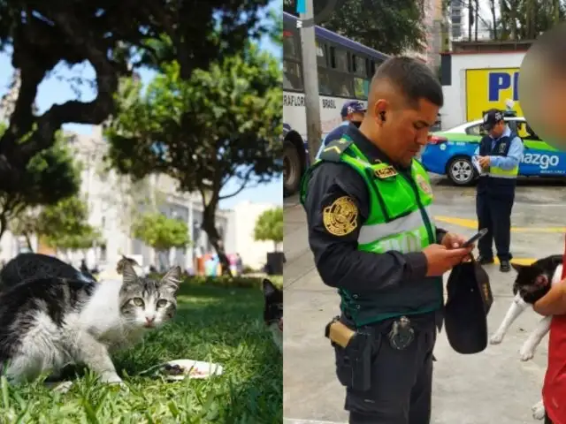 Miraflores multa con casi S/ 5000 a sujeto que intentó abandonar a gatito en parque Kennedy
