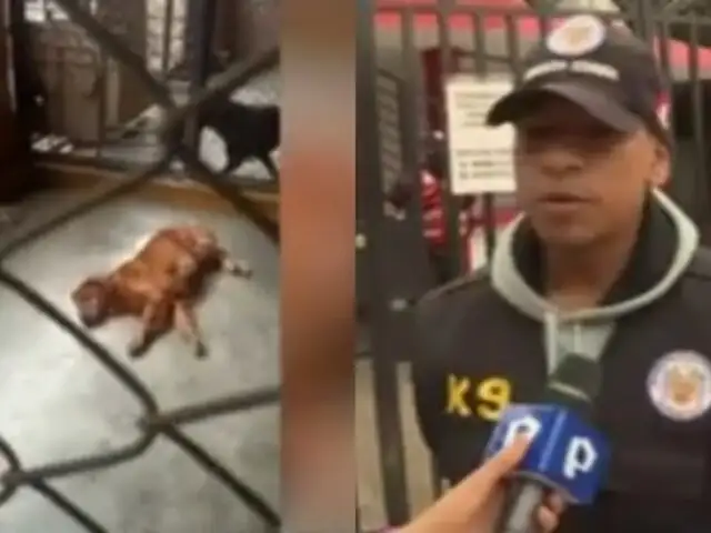 Enfermos y desnutridos: Extrabajadores denuncian pésimo estado de perros de la Unidad Canina de Carabayllo
