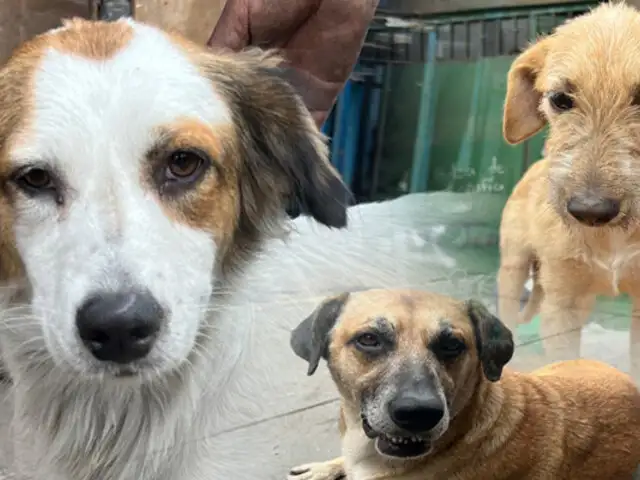 ¡Ellos buscan un hogar!: Adopta a uno de los perritos rescatados en incendio en La Victoria