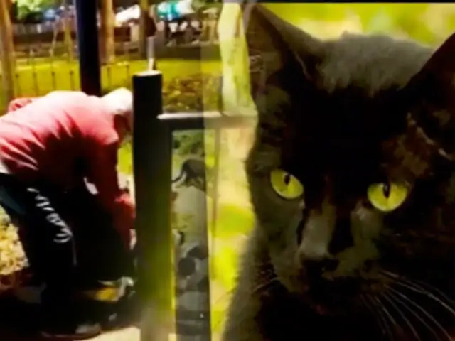Graban a un adulto mayor abandonando gatos en el parque Kennedy de Miraflores