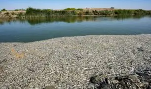 Irak: miles de peces aparecen muertos en orillas de un río al sur del país