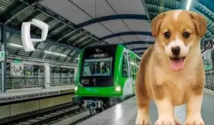 Metro de Lima: perrito en vías de tren causa demoras en el servicio de Línea 1