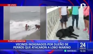 Perros atacan a lobito marino: vecinos denuncian que no sería el único incidente