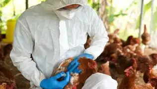OMS advierte que la gripe aviar podría mutar para infectar fácilmente a humanos