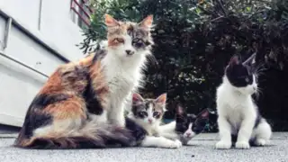 Mortal virus ya mató a 300 mil gatos en Chipre
