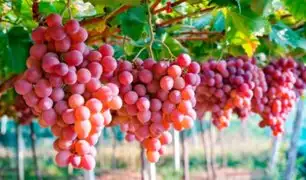 Perú se posiciona como líder mundial en agroexportación de uvas