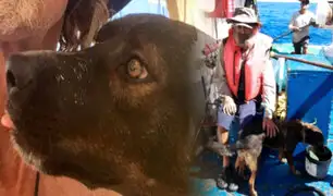 Bella, la perrita que ayudó a un náufrago sobrevivir por tres meses hasta ser rescatado