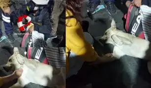 Toma de Lima: joven reanima a perrito desmayado durante protestas y se hace viral en redes sociales