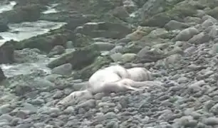 Playa Punta Roquitas: reportan dos lobos marinos muertos y uno agonizante en Miraflores