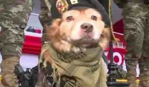 'Chato', perrito experto en salto en paracaídas de la Dinoes, regresa a Desfile Patrio