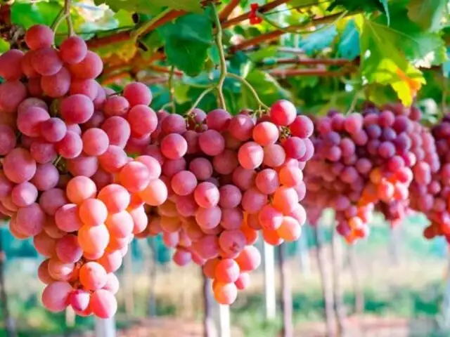 Perú se posiciona como líder mundial en agroexportación de uvas