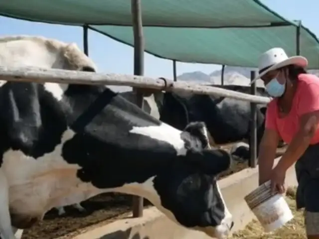 Puno: ganaderos rematan sus animales por sequía y falta de recursos para alimentarlos