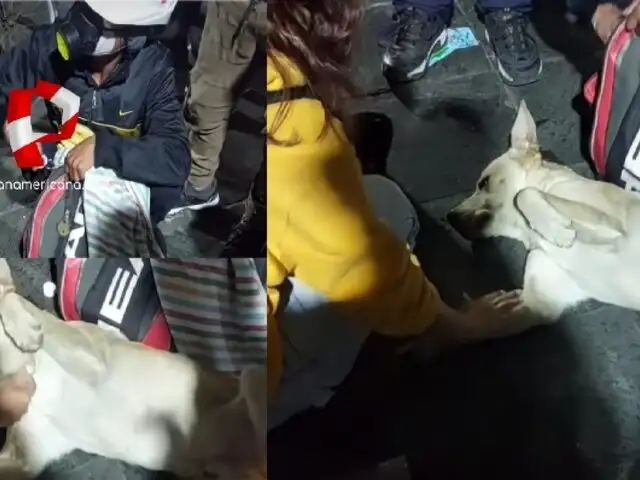 Toma de Lima: joven reanima a perrito desmayado durante protestas y se hace viral en redes sociales