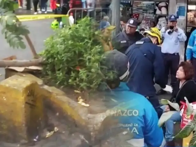 Mujer queda herida tras caerle la rama de un árbol en el Cercado de Lima