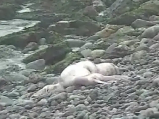 Playa Punta Roquitas: reportan dos lobos marinos muertos y uno agonizante en Miraflores