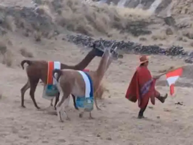 Fiestas Patrias: peruano recrea desfile con sus llamas y se vuelve viral