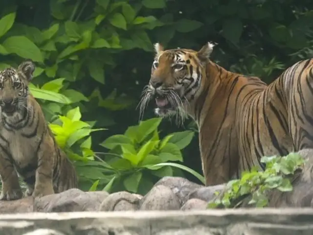 India: solo quedan 3600 ejemplares de tigres y advierten peligro de extinción de la especie
