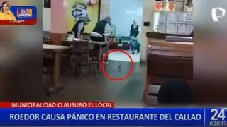 Callao: roedor ingresa a restaurante y causa pánico en comensales
