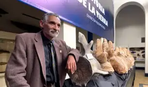 “Perucetus colossus”: paleontólogos buscan la cabeza del fósil en medio de complicaciones