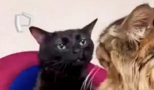 Este es el origen del video del gato negro disociado que se viralizó en TikTok