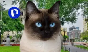 Día del Gato: colorida feria se realizará en el parque Kennedy de Miraflores