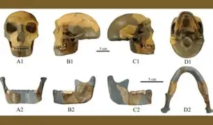 ¡Increíble! Cráneo de 300 mil años de antigüedad no se parece a ningún humano primitivo
