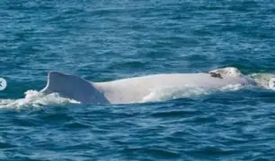 Ballena blanca en mar peruano: sorprendente avistamiento cerca de la costa de Piura