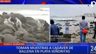 Punta Hermosa: toman muestras de cadáver de ballena en playa Señoritas