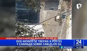SJL: Captan a monos trepando postes y caminando sobre cables de luz