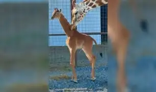 Sería el único ejemplar en el mundo: nace extraña jirafa sin manchas en un zoológico de EE.UU.