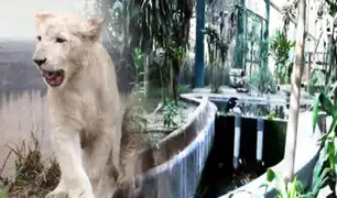 Escándalo en Zoológico de Huachipa: animales e instalaciones en abandono luego del traspaso