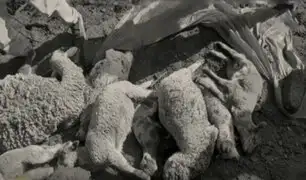 Conmoción en Apurímac: encuentran más de 30 ovejas muertas sin ojos y con perforaciones en sus cráneos
