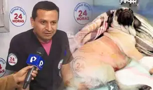 Perrita “Dachi” fue operada con éxito y se espera su recuperación