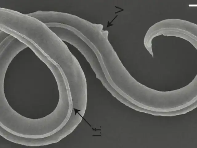 Edad de Hielo: científicos reviven gusano de 46 mil años de antigüedad