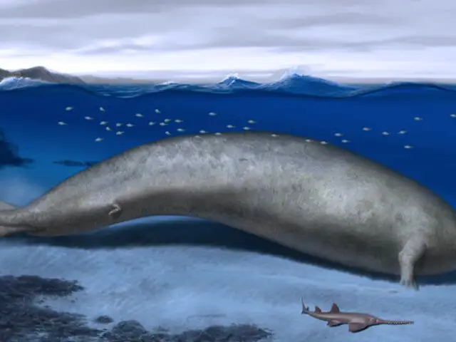 ¡El animal más pesado del planeta vivió en el Perú! así lo confirman fósiles hallados en Ica