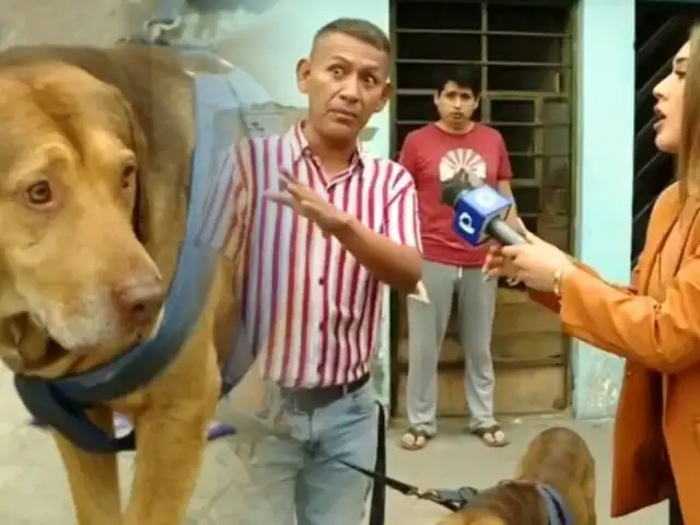 Rescatan a perros maltratados y desnutridos en el techo de una vivienda en SJM