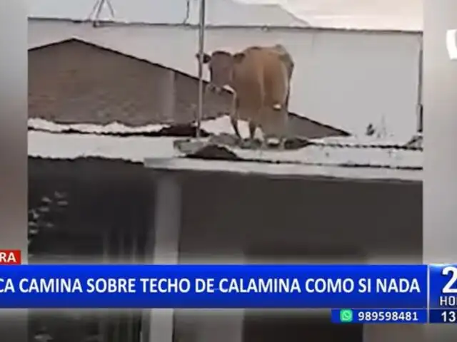 Vaca caminando en techo de calamina sorprende a internautas: "¿Cómo es posible este suceso?"