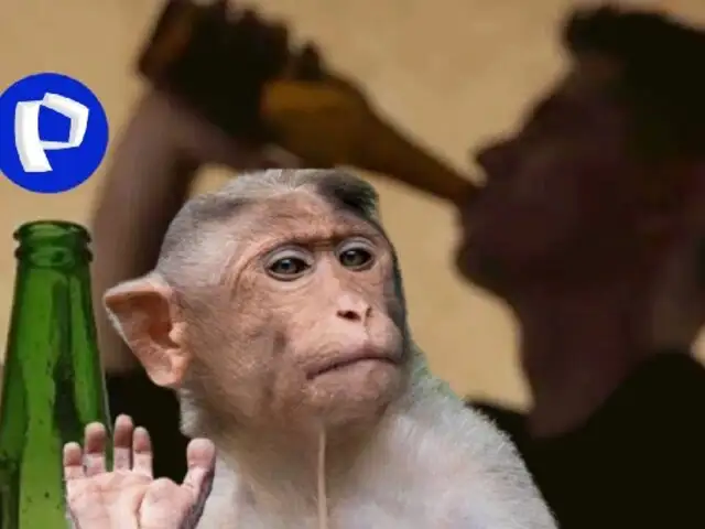 ¿El fin del alcoholismo? científicos revelan tratamiento innovador en monos que reduce adicción