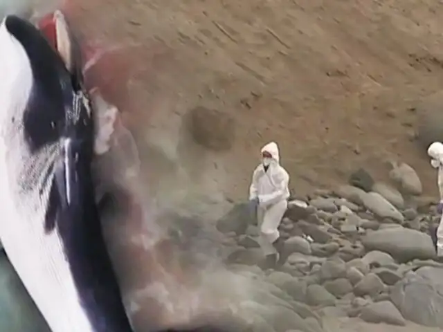 Punta Hermosa: Aparece una enorme ballena muerta en playa Señoritas