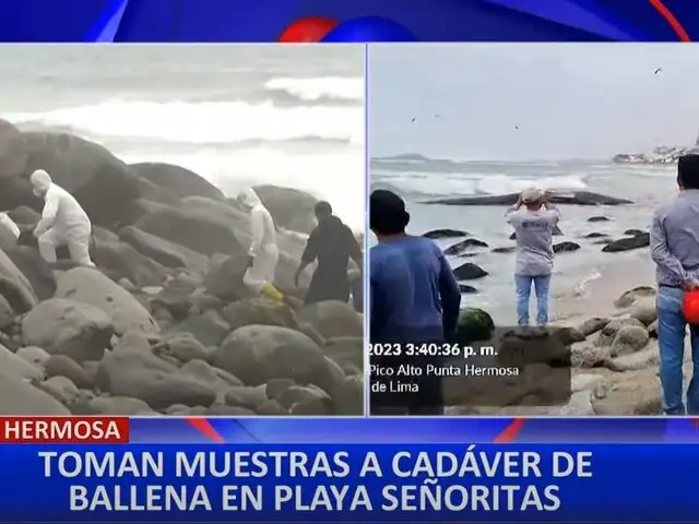 Punta Hermosa: toman muestras de cadáver de ballena en playa Señoritas